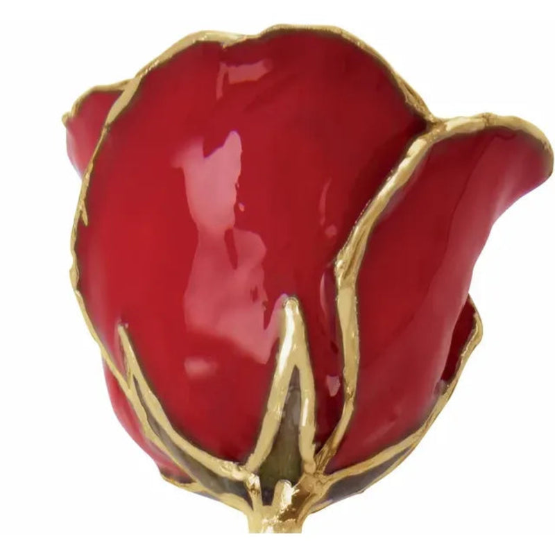 Close-up of Classic Red lacquered rose with 24ct gold-trimmed petals.