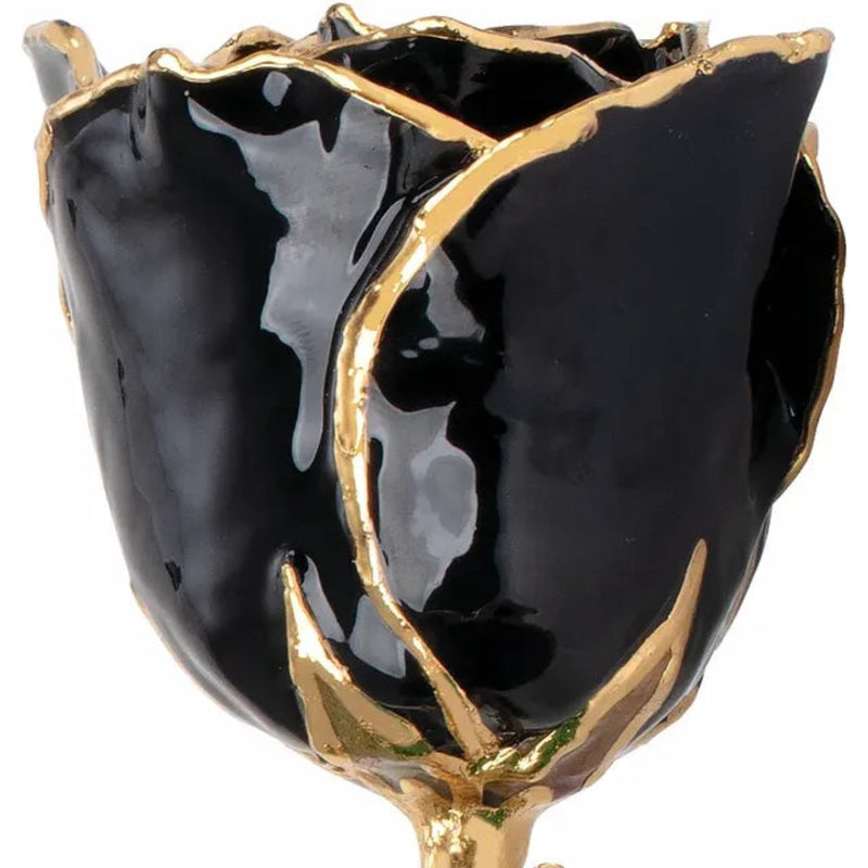 Close-up of semi-opened black lacquered rose with 24ct gold-trimmed petals.